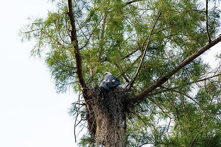 雌燕尾风筝坐在一个巢穴上动物野生动物细纹鸟类胡桃羽毛女性白鸟打扮图片