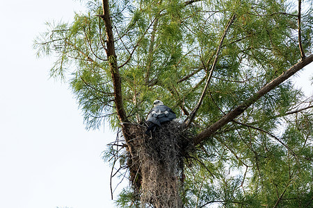雌燕尾风筝坐在一个巢穴上羽毛动物野生动物白鸟打扮女性细纹鸟类胡桃图片