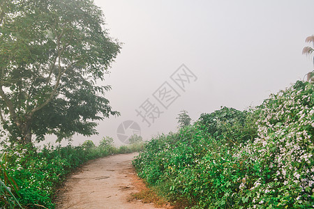 林山的风景在雾中旅行环境日出国家绿色天空森林公园叶子日落图片