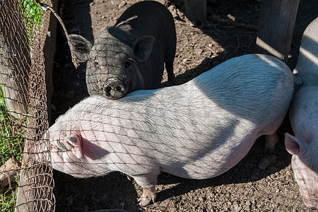 维特名猪猪肉腹部框架野生动物小猪荒野公猪黏土团体动物群图片