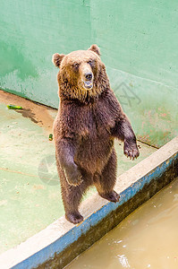 棕熊在等食物黑色荒野眼睛生活捕食者力量危险毛皮岩石野生动物图片