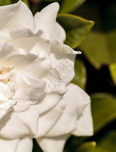 白花花在花园中开花白色栀子花热带图片