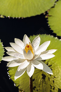 白水百合Nymphaea盛开池塘花园白色花瓣荷花花粉蜜蜂昆虫图片