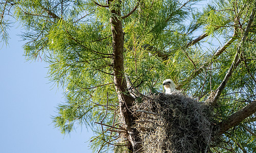 一只吞燕尾风筝埃拉诺迪斯飞猫小鸡的模糊头目细纹羽毛动物婴儿白鸟鸟类胡桃野生动物图片