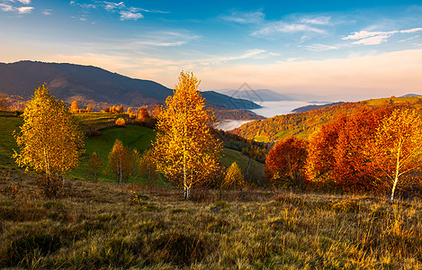 秋天在山边的黄树上果园沮丧小丘叶子丘陵植物边缘桦木木头森林背景图片
