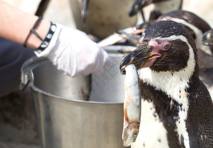 Pinguin正在进食生活燕尾服游泳支撑微笑享受异国岩石荒野斗争图片