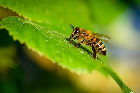 林登花朵中的大黄蜂宏观草本植物花瓣香气叶子熊蜂植物花粉蜂蜜药品图片