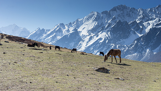 尼泊尔村的马匹图片