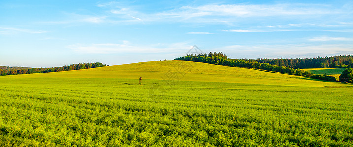 绿色田地全景景观 春晚全景风景草原阳光谷物晴天天空小麦远景土地农业场景图片