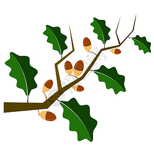Ripe 橡树图标 秋季橡树分会和离开洛戈图片
