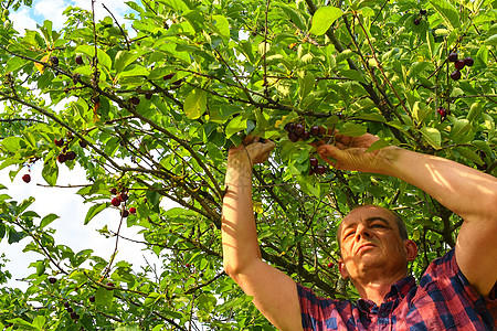 树上樱桃采摘酸樱桃的男性农民 中年男子在酸樱桃树上采摘酸樱桃 成熟的男人 夏天的园丁收获水果农业青菜食物模拟生长生产栽培成年人背景