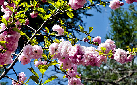 蓝天背景的樱花粉红色花朵图片