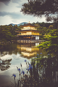 日本京都Kinkakuji金殿地标森林宗教鸢尾花金子池塘神道反射神社遗产图片