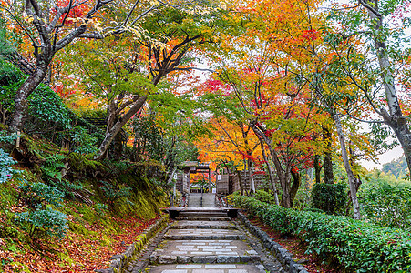 秋天在日本京都的阿达希诺恩布津寺庙季节森林吸引力旅行传统植物地区文化花园石头图片