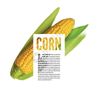 白色与文本块上孤立的玉米穗插图耳朵收成产品食物农业横幅季节标签玉米芯图片