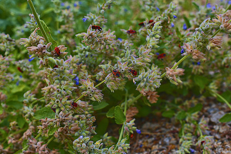 花朵上的火虫 柔软的颜色 鲜花背景甲虫植物学昆虫萤火虫生长团体殖民地草本植物森林动物群图片