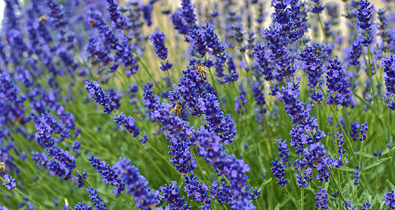 蜜蜂采油菜花粉翅膀薰衣草高清图片