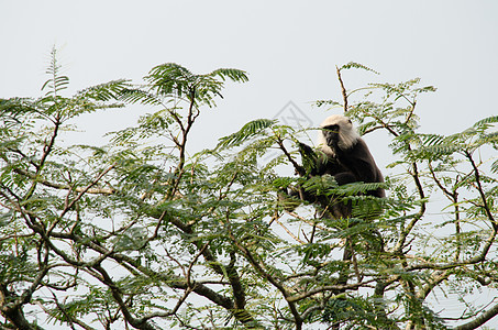 哈努曼朗古尔 灰兰古尔动物母亲家庭猕猴毛皮树木灵长类猴子哺乳动物女性图片