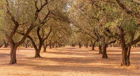 老橄榄树橄榄树种植园旅行场地太阳日落农场食物晴天农业花园树林背景