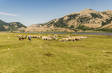 农牧羊羊羔母亲团体绿色食物牧场母羊婴儿场地内存羊毛图片