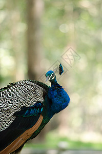 印度的梨禽正在地面上行走以获取食物橙子雉鸡叶子歌曲捕蝇器孔雀荒野石头蓝色热带图片