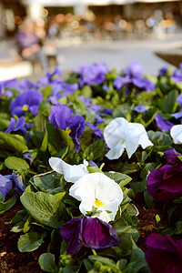花床上的白色和紫色背景图片