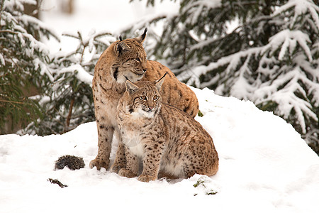 雪中人欧亚lynx Lynx Lynx山猫野生动物哺乳动物温度森林动物荒野成人低温地区背景