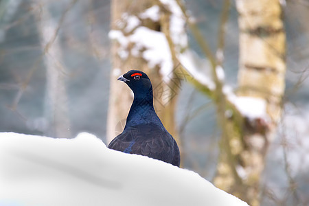 黑松鸡或 blackcock 雄性在雪地上高清图片