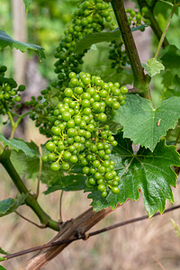 青绿 不熟 年轻的葡萄酒葡萄 在葡萄园里 夏初 特配农业植物食物酒精收成葡萄园玻璃花园甜点生长图片