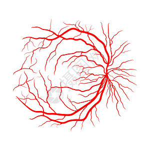 眼静脉系统 x 射线血管造影矢量设计在 whi 上隔离宏观生物学蜘蛛卡通片眼球图表视网膜标识插图解剖学背景图片