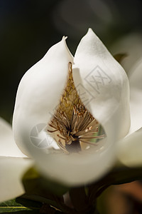 南木兰花的详情植物玉兰季节大花花园绿色花瓣植物群雌蕊白色图片