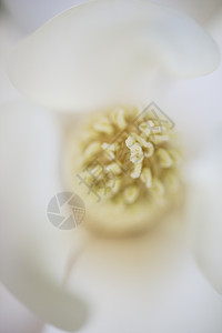 南木兰花的详情季节花瓣大花植物绿色玉兰雌蕊花园植物群白色图片