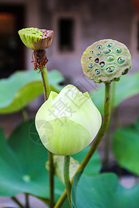 绿莲花花园池塘植物学荷花叶子季节宏观公园美丽植物群图片