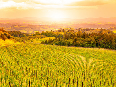 齐亚提的葡萄园 意大利美丽的托斯卡纳风景中的温暖日落酒庄收成藤蔓场地农业爬坡场景太阳植物农村图片