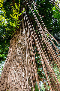 丛林中的林木和利雅那树旅游植物群叶子异国棕榈绿色旅行木头植物热带图片