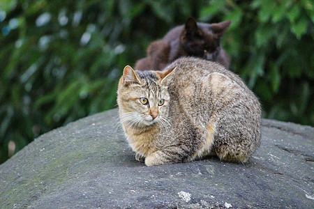 坐着棕色条纹猫宠物小猫动物眼睛绿色毛皮猫咪白色哺乳动物图片