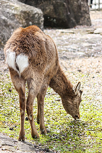 特写青鹿食草的幼鹿棕色绿色动物哺乳动物荒野栖息地公园野生动物图片