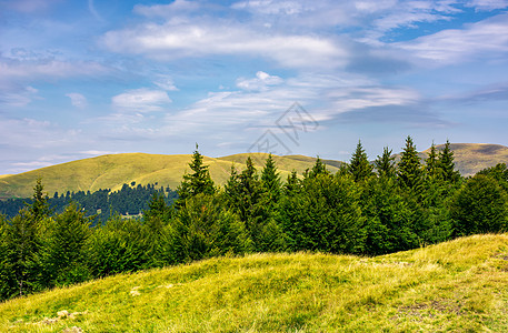 带林山的夏季风景林地地面森林海拔山坡小丘公园爬坡土地丘陵背景图片