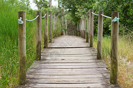 公园的林木桥图片