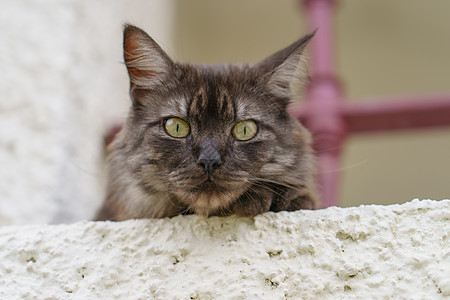 可爱猫肖像耳朵虎斑警告胡子鼻子猫科动物毛皮印花布背景眼睛图片