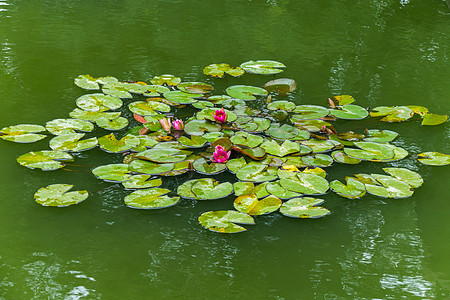 一个公园湖 有很多年轻的绿色和一些粉红色的鲜花图片