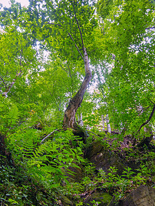 一片有绿色 弯曲的树木和蕨类植物的小树林 所有这些都在大石头之间图片