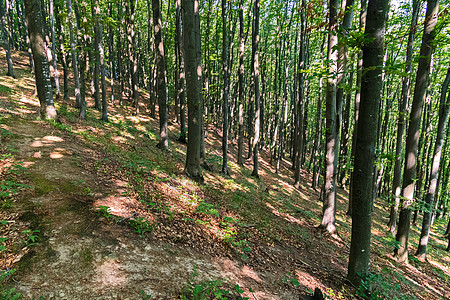 一条陡峭的通向山坡的斜坡道 长着高树图片