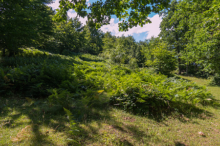 老人公园散步在大枯树背景之下田野中的小绿灌木 草丛面积背景
