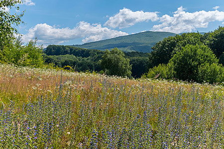 在绿树和青山的背景下 许多小的野花丛生了无数的小野花背景图片
