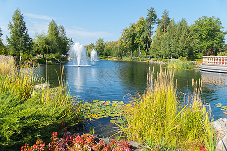 公园中池塘的风景 在晴朗明媚的一天打喷泉 岸边有一片百合水和小娱乐区图片