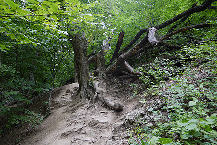 树上长着丰厚的树根 在山坡上下垂而下图片