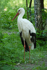 一只成年白鹤站在中间长长的红爪上图片