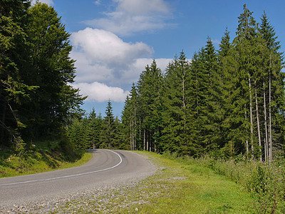 在青云的天空下沿绿松树走着一条森林沥青路左转 休息 旅游 野餐图片