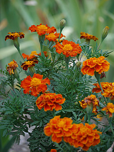 简单而美丽的橙色花朵 马龙王骄傲地抬起头来图片